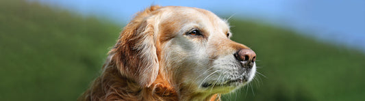 Arthrose beim Hund