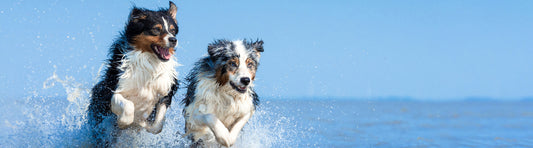 Arthritis beim Hund
