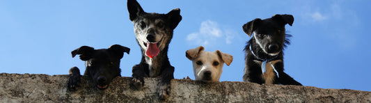 Keine Schmerzen beim Hund trotz Arthrose