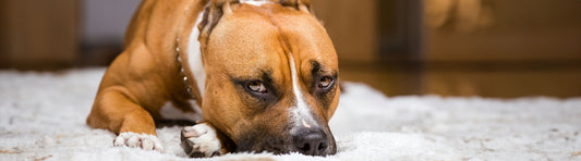 artgerechte Beschäftigung mit dem Hund