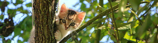 Katze chippen