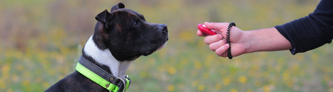 Clickertraining beim Hund
