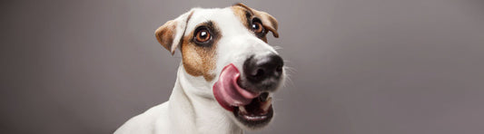 Fettleibigkeit beim Hund