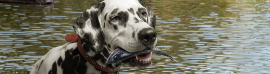Hund frisst fisch