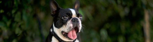 Französische Bulldogge Hunderasse