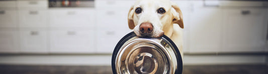 Hund – Trocken- oder Nassfutter
