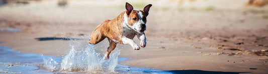 Knochen und Gelenke beim Hund