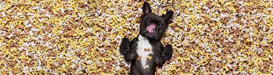 Gesunde Hundesnacks für meinen Hund