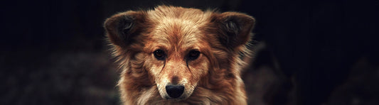 Nahrungsergänzung für Hunde