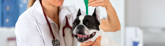 Parasiten beim Hund