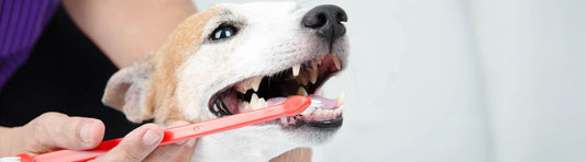 Zahnstein vorbeugen beim Hund