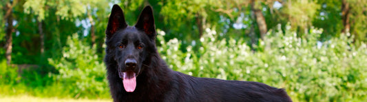 Hüftdysplasie beim Hund