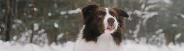 Friert dein Hund?