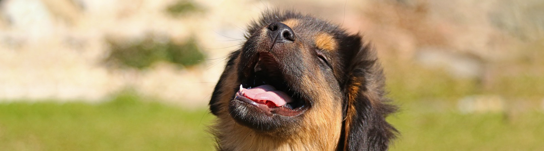 Zahnpflege bei Hunden
