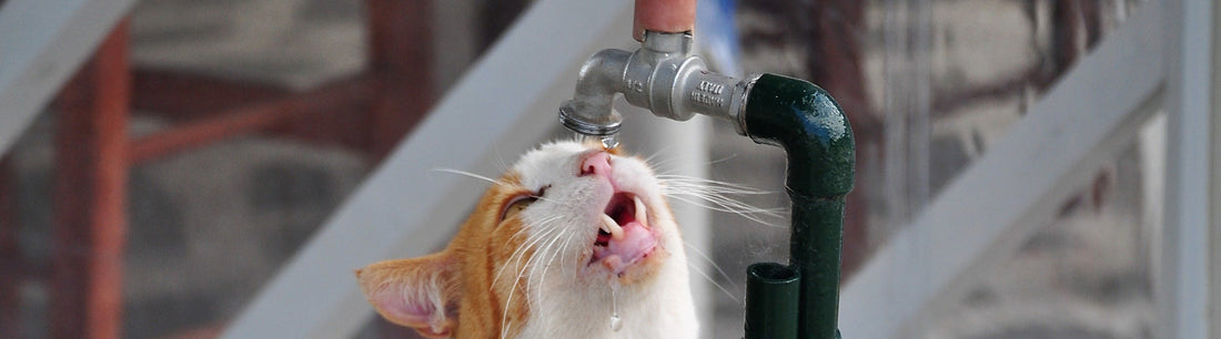 Katze beim Trinken