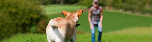 Hund reagiert auf Rückruf