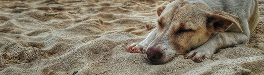 Urlaub mit Hund