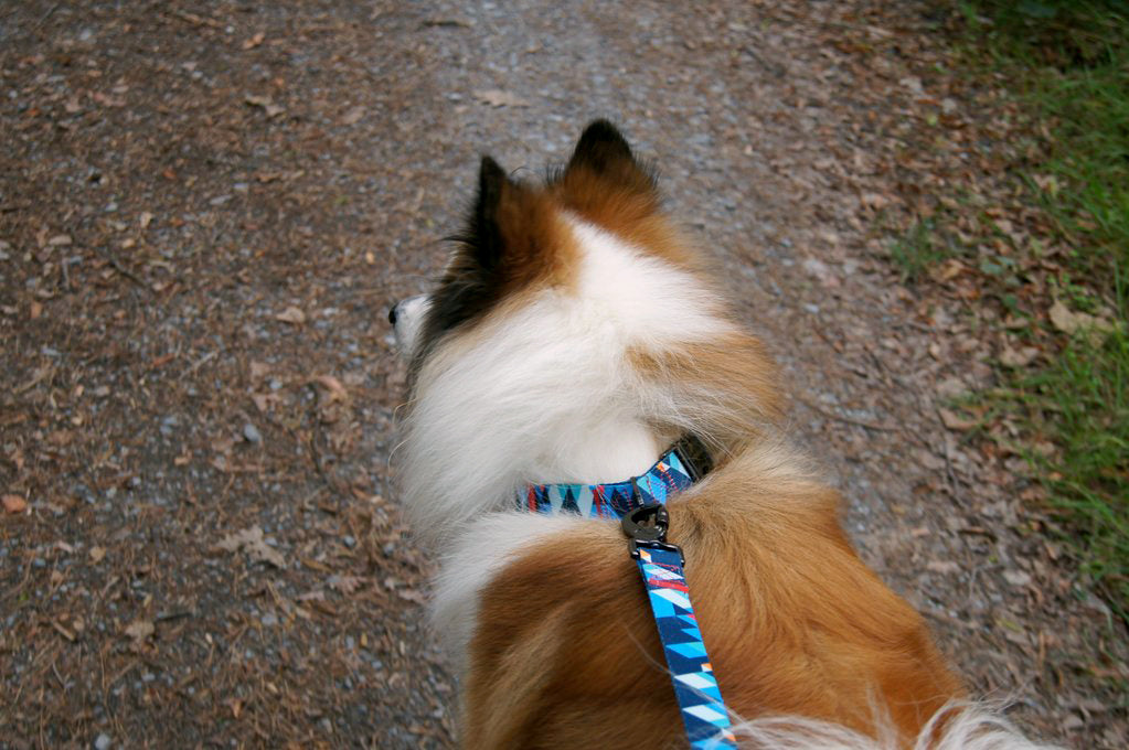 Hundeleine Everking mehrfarbig blau