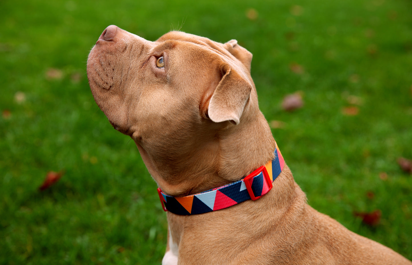 Hundehalsband Everking mehrfarbig rot