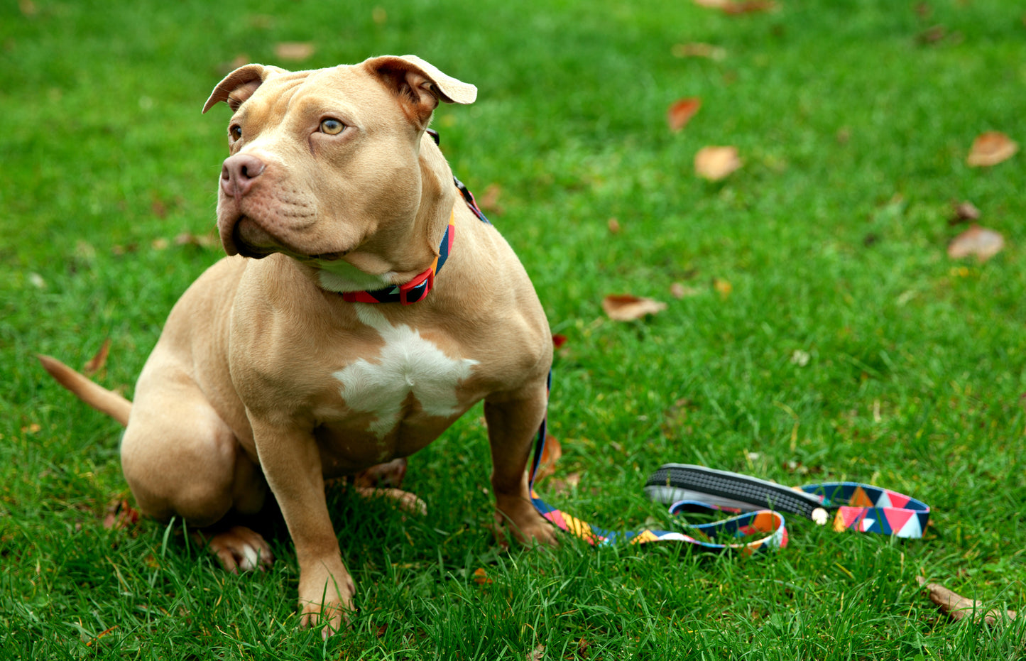 Hundeleine Everking mehrfarbig rot