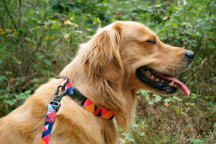 Hundehalsband Everking mehrfarbig rot