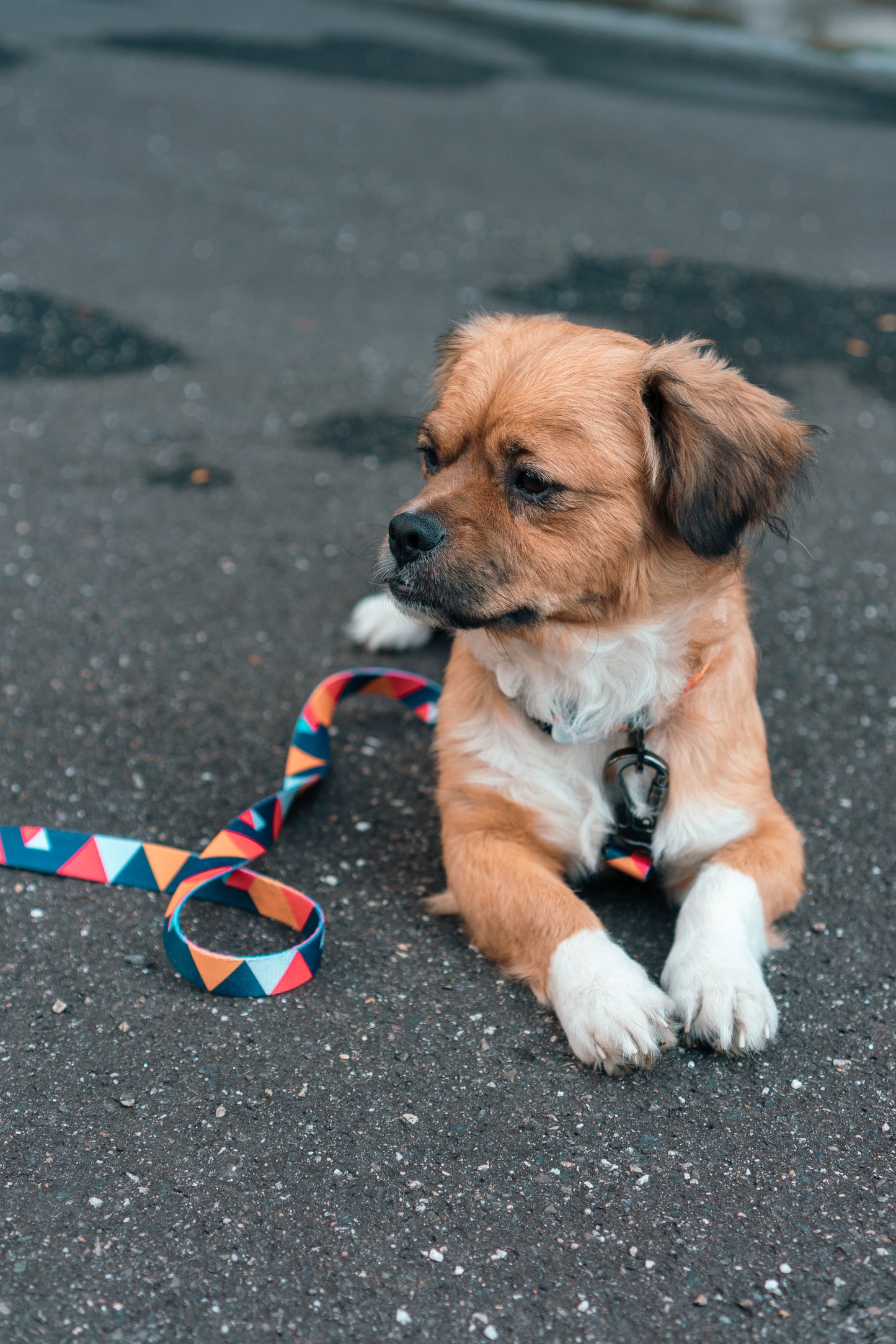 Hundehalsband Everking mehrfarbig rot