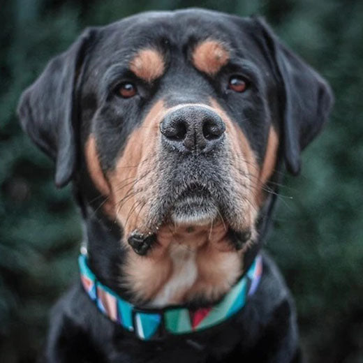 Hundehalsband Natino