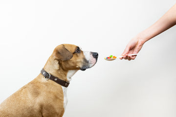 Unterschied zwischen Vitaminen und Mineralien - Futterergänzungsmittel für Hunde