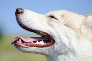 Die Zähne deines Hundes