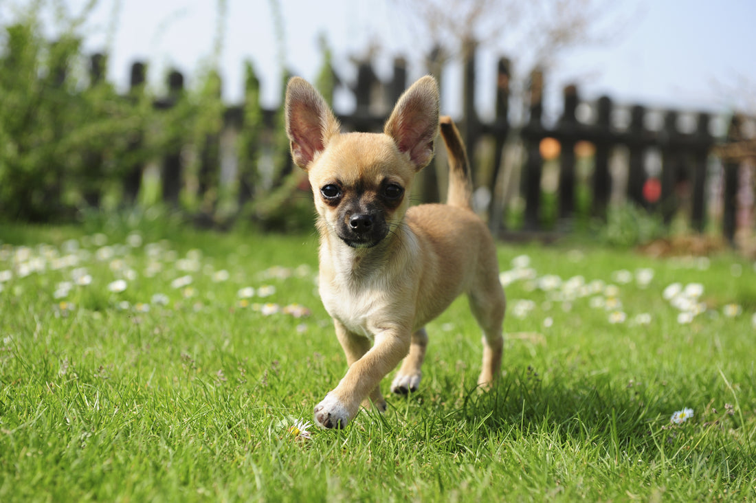 Der Chihuahua - Geschichte und Wissenswertes