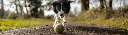 Arthrose beim Hund