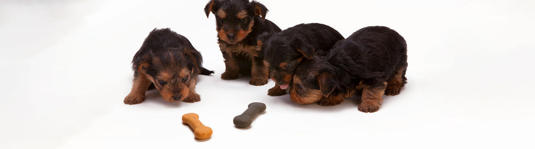 Proteinquellen für Hunde