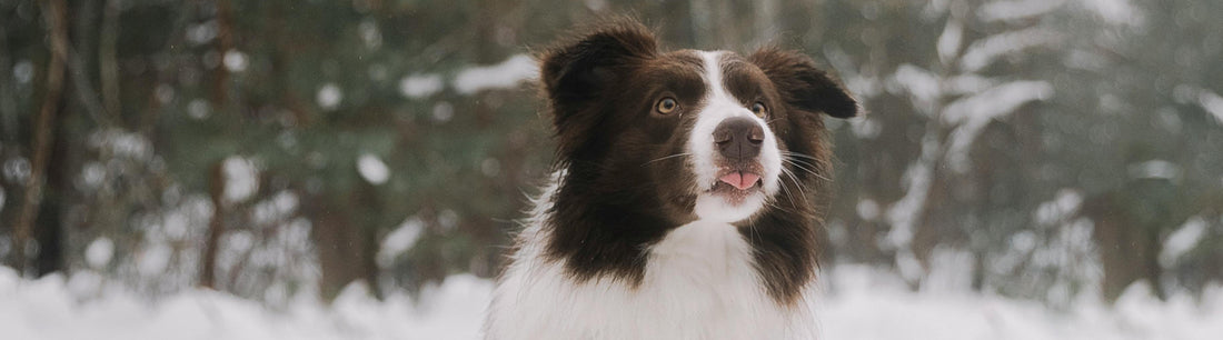 Friert dein Hund?
