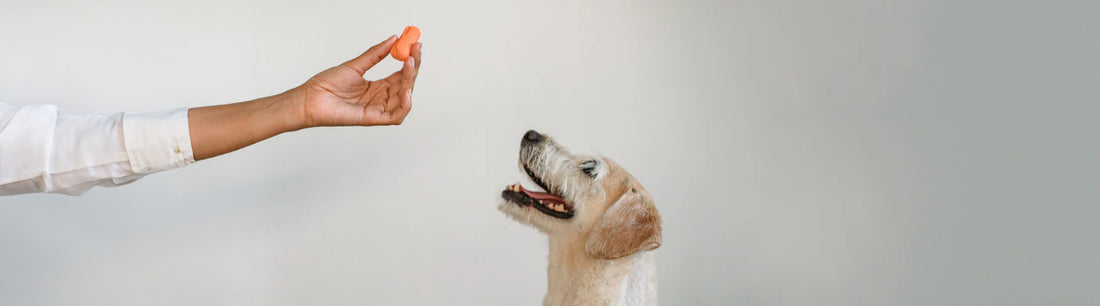 Hund - nachhaltiger Snack