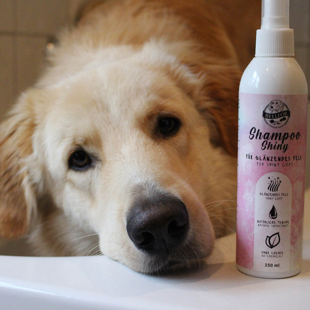 Bellfor Hundeshampoo Shiny - für glänzendes Fell - 250ml