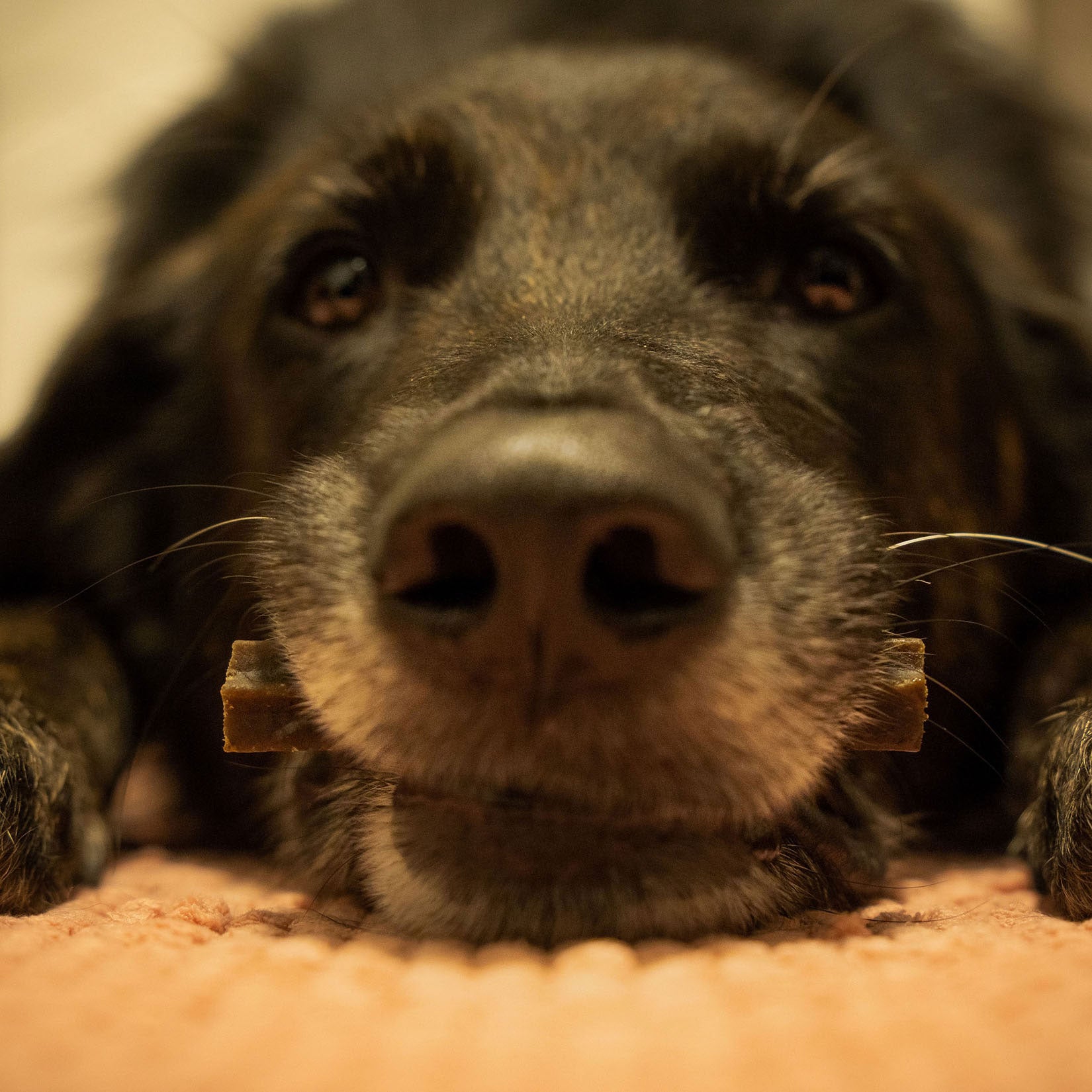 Bellfor Dental Sticks - natürliche Zahnreinigung für Hunde